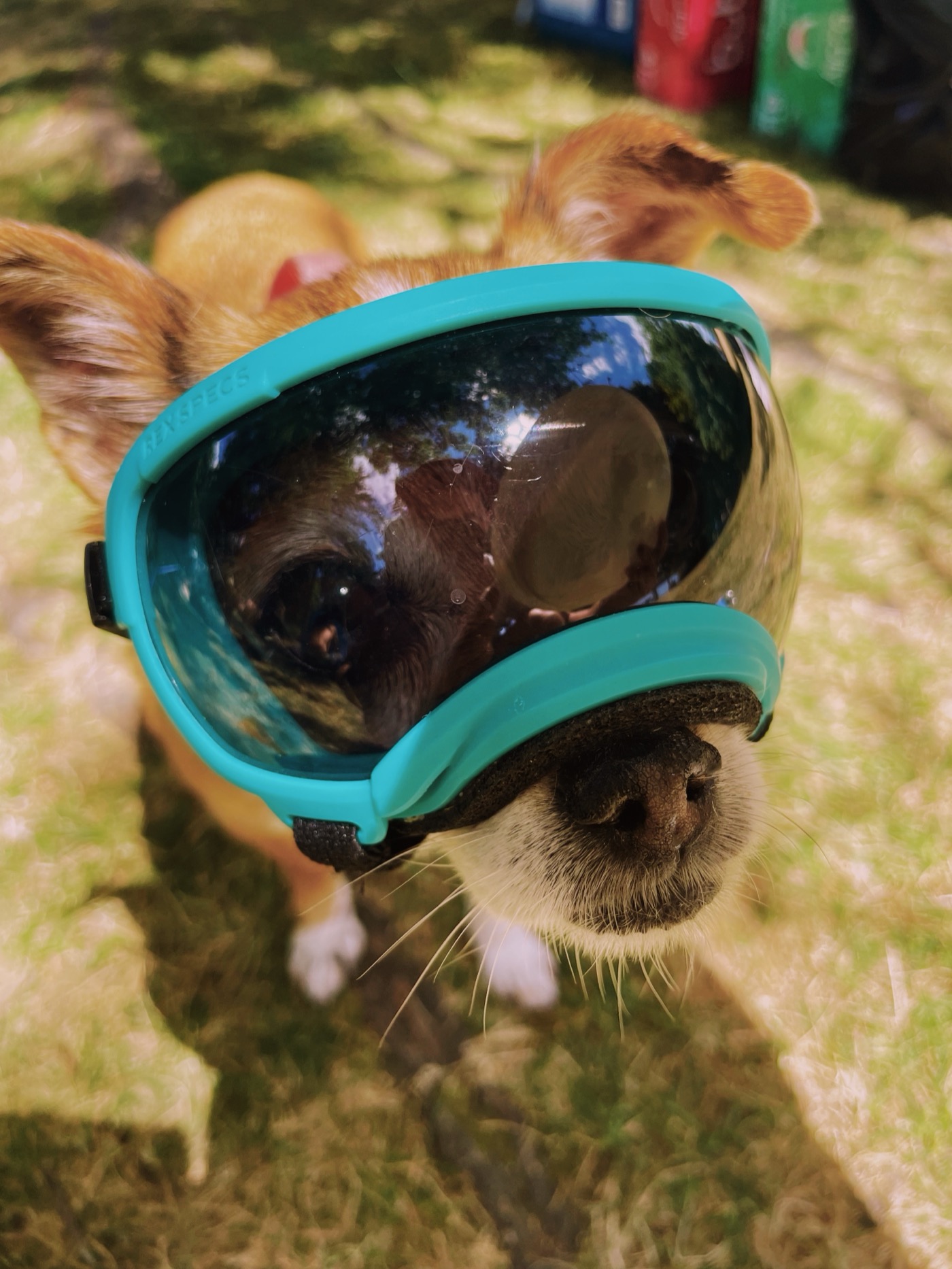 Dog wearing goggles